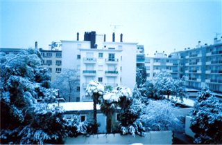Snow on palm trees