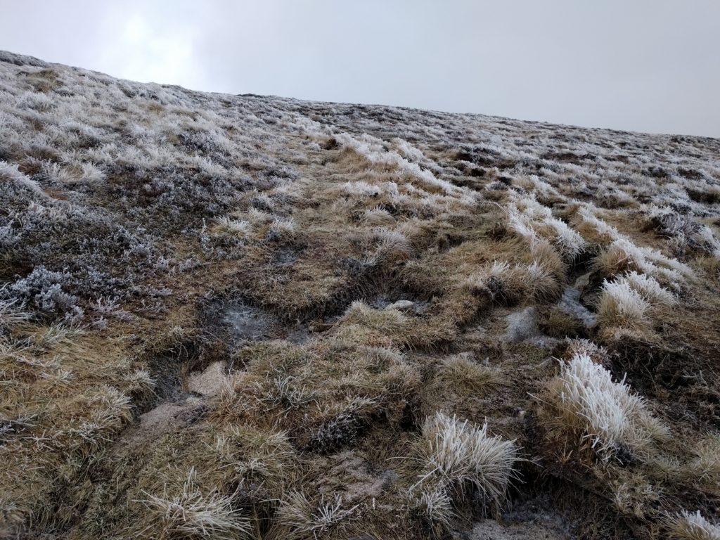 Frost around the path