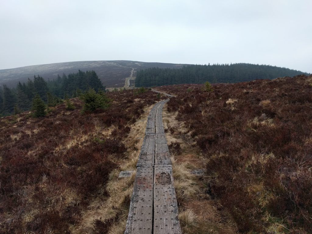 Boardwalk crossing ground covered in heather