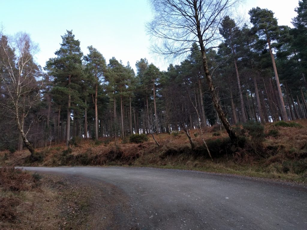 Road winding into a pine forest