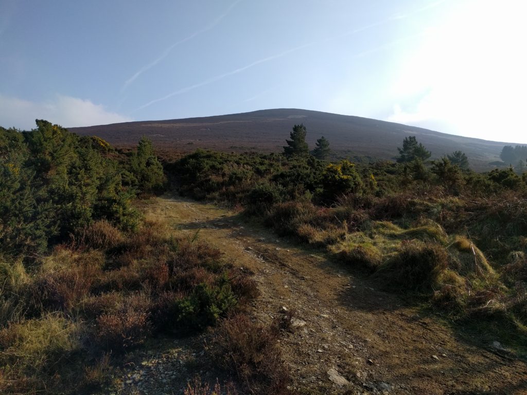 Path heading through gorse bushes with hill in the distance