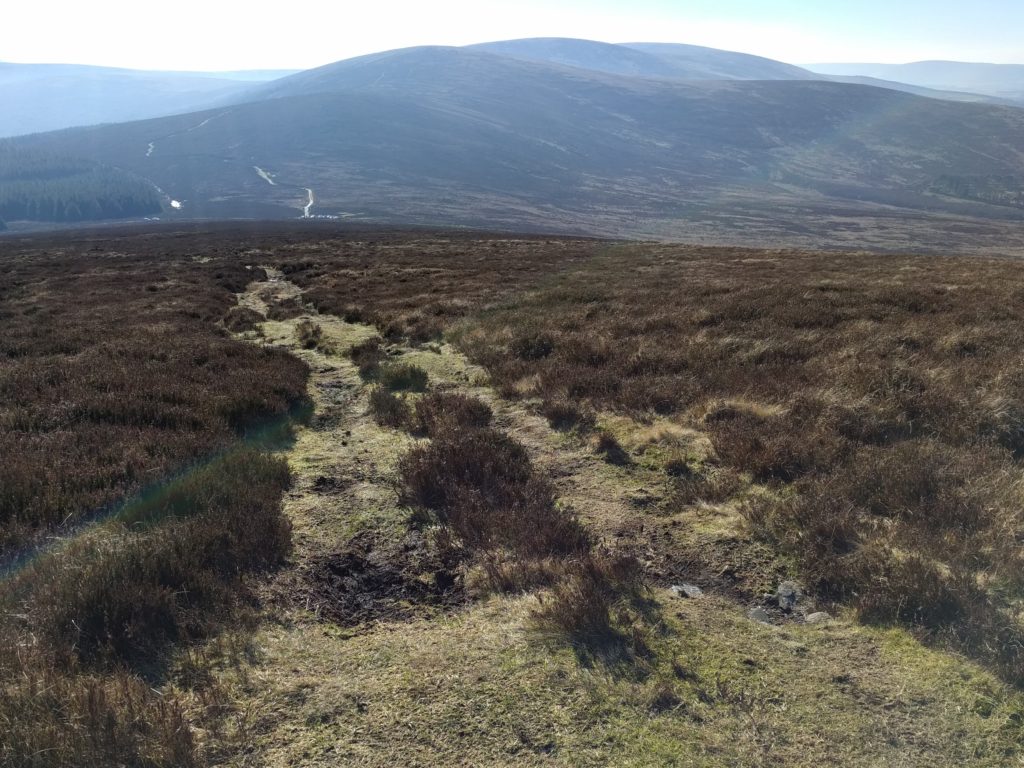 Grassy path through heather