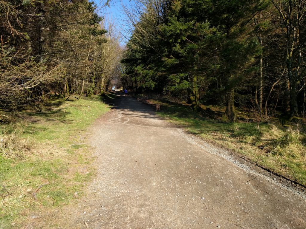 Wide path through trees