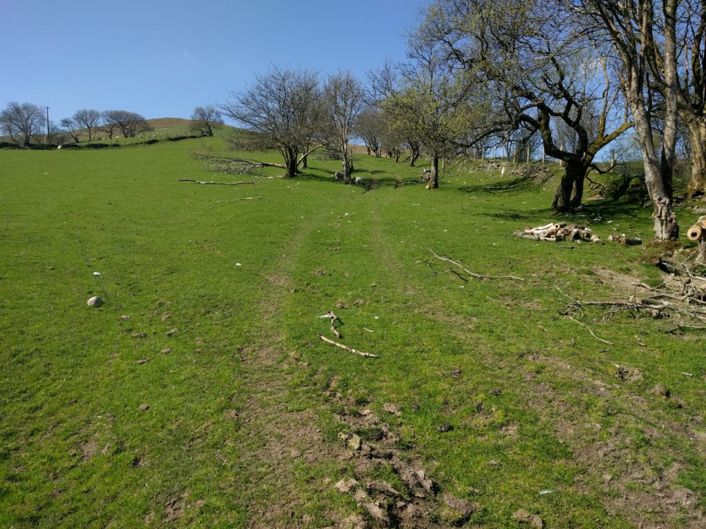 Grass path through field with trees