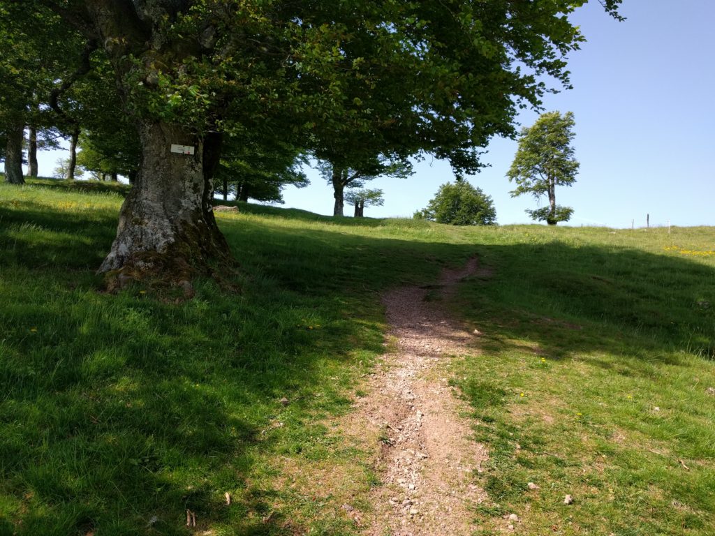 Path under a tree on a sunny day