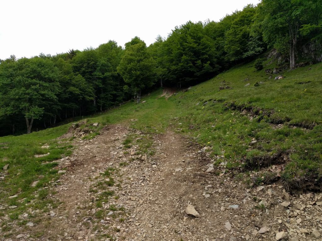 Path heading into the forest, Storkenkopf