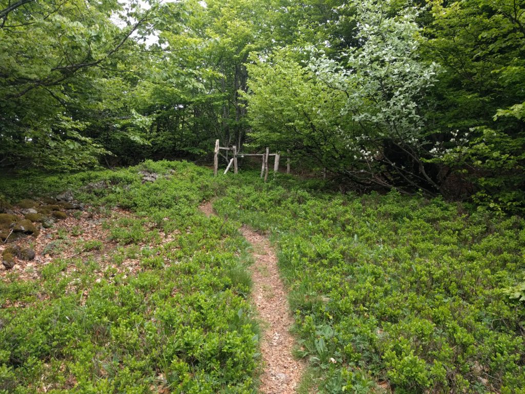 Small path heading towards a gate