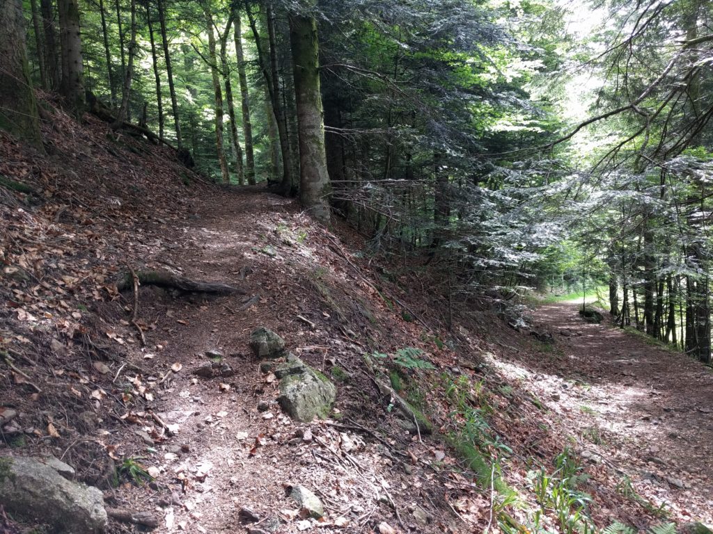 Path through trees