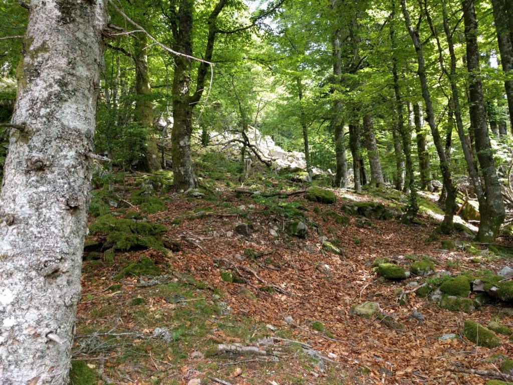 Forest with leaves on the ground