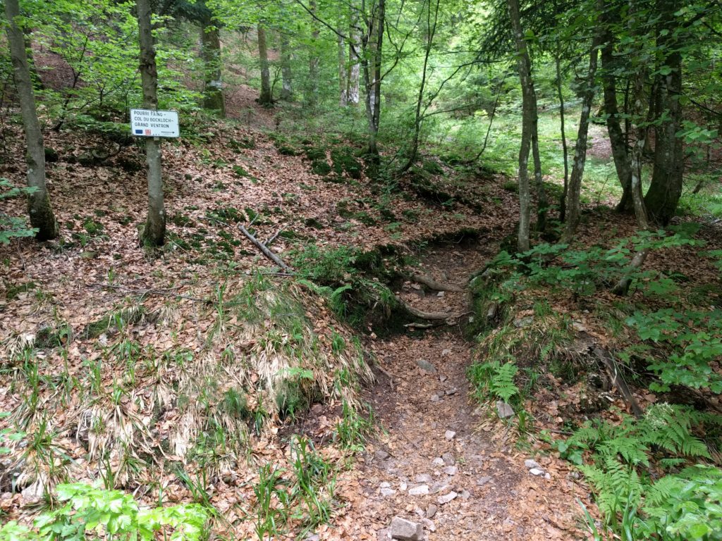 Path in trees with signpost