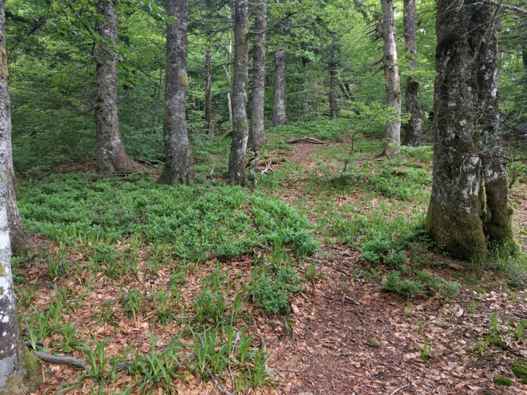 Path amongst trees