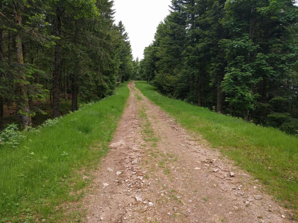 Wide stony path surrounded by pine trees