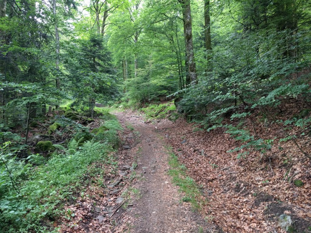 Wide muddy path through forest