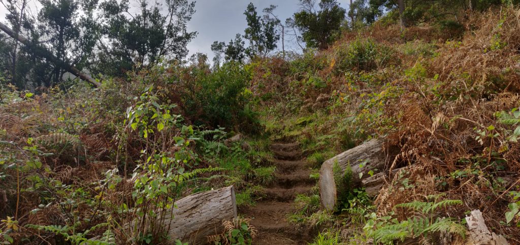 The steps cut in the earth path